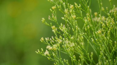 Bahçedeki güzel çiçekler