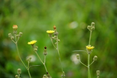 Çimlerin üzerinde sarı çiçek