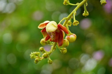 Shorea robusta çiçeklerinin yakın çekimi