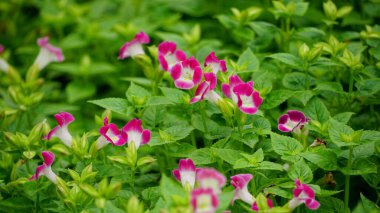 Torenia Fournieri çiçeklerinin açtığı yakın plan