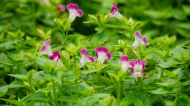 Torenia Fournieri çiçeklerinin açtığı yakın plan