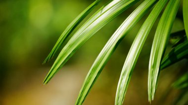 yeşil yapraklar, bitkiler ve yapraklar