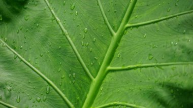 Su Damlalı Yeşil Yaprak dokusu
