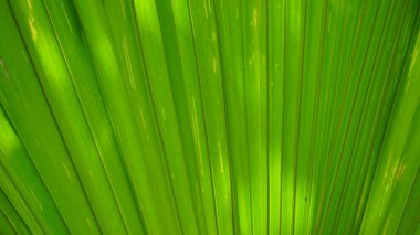 arka plan palmiye ağacının yaprakları
