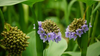 Vadinin mor çiçekleri