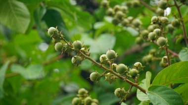 Ağaçtaki kahve çekirdekleri