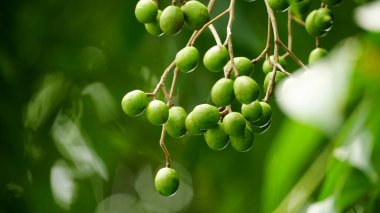 Baccaurea ramiflora 'ya yakın çekim Ağaçtaki meyveler