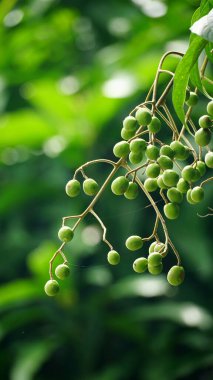 Baccaurea ramiflora 'ya yakın çekim Ağaçtaki meyveler