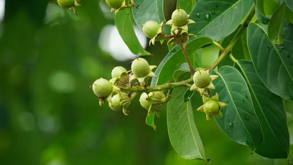 Bahçedeki bir ağacın yeşil yaprakları
