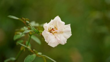 Bahçedeki güzel çiçekler
