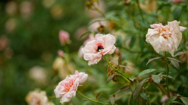 Bahçedeki güzel güller