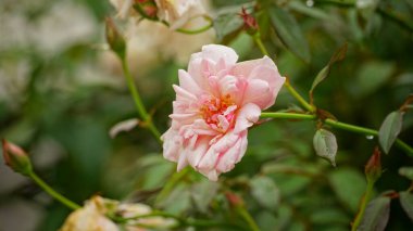 Bahçede güzel pembe bir gül