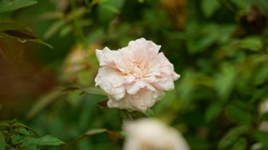 Güzel botanik fotoğrafı, doğal duvar kağıdı.