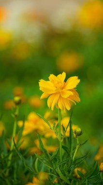 Bahçedeki güzel çiçekler