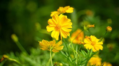 Bahçedeki güzel sarı kozmos çiçekleri