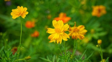 Bahçedeki güzel çiçekler