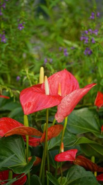 Bahçe içinde güzel çiçekler açar