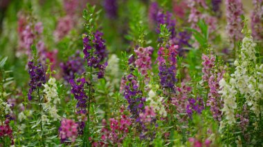 bir sırada mor ve beyaz çiçekler