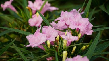 Bahçedeki güzel çiçekler