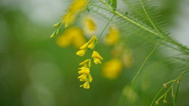 Bahçedeki sarı çiçekler