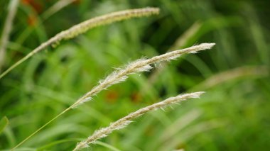 Bahçedeki yeşil çimenler