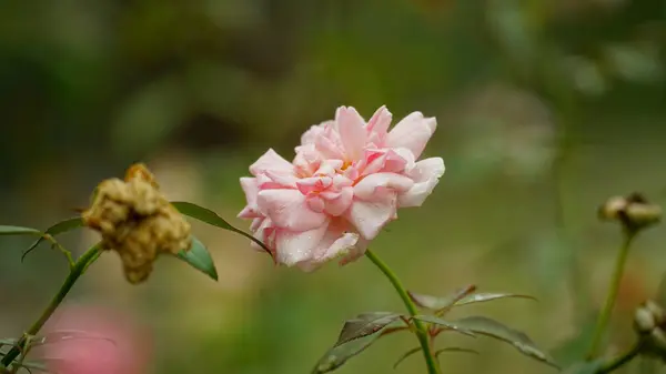 Açık büyüyen renk çiçekler yakın