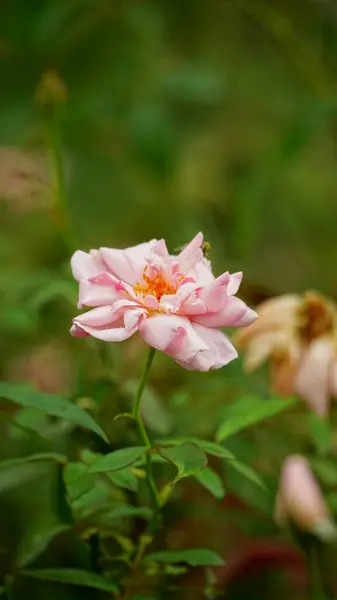 Bahçede güzel pembe bir gül