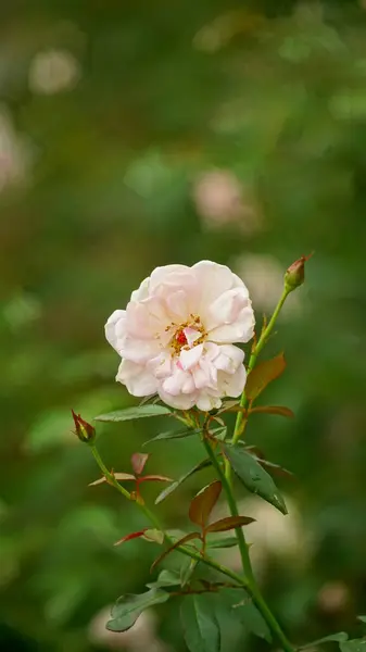 Bahçedeki güzel çiçekler