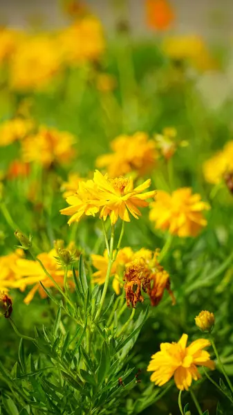 Bahçedeki güzel sarı çiçekler