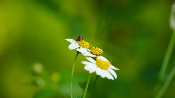 Bahçedeki çiçekte kelebek