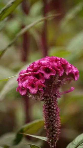 Bahçedeki pembe çiçek