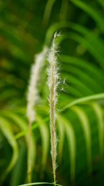 Güzel botanik fotoğrafı, doğal duvar kağıdı.