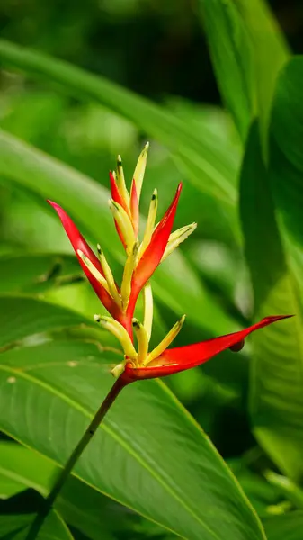 Bahçedeki güzel kırmızı çiçek