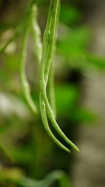 yeşil yapraklar, bitkiler ve yapraklar