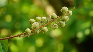 kahve çekirdekleri dalı