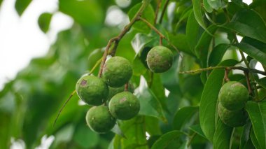 Yeşil yapraklı taze yeşil mango.