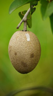 close up of fresh ripe fruit