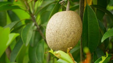 Lezzetli Asya yemeklerinin yakın görüntüsü