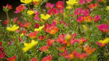 Renkli çiçeklerin arkaplan resmi, arka plan doğası