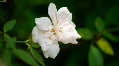 Bahçedeki beyaz çiçek