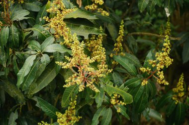 bir ağacın yeşil yaprakları