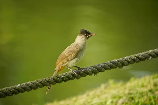 Ağacın dalındaki kuş