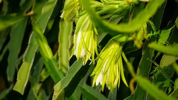 Açık havada yetişen yeşil bitkinin etrafını kapatın.
