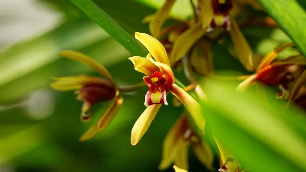 Bahçedeki güzel çiçekler