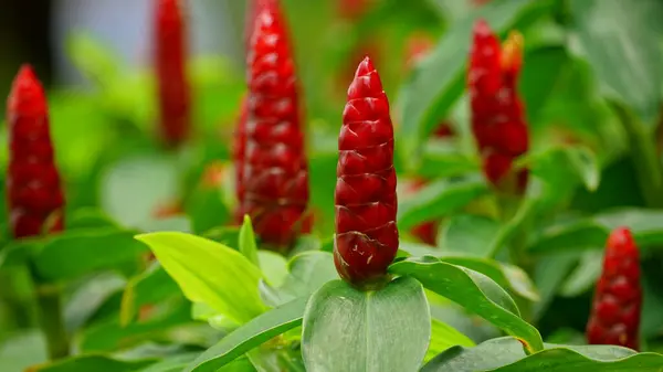 Açık havada büyüyen renk açıcılığını kapat