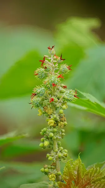 Bahçedeki bir bitkinin yeşil yaprakları