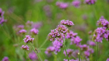 Renkli çiçeklerin arkaplan resmi