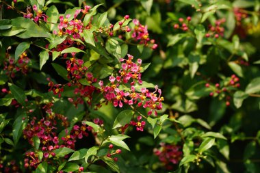 Güzel botanik fotoğrafı, doğal duvar kağıdı.