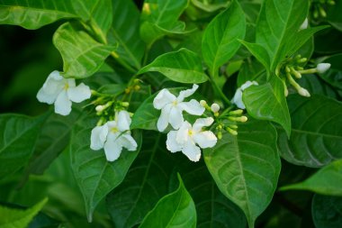 Yasemin çiçeği bahçede, yakın görüş