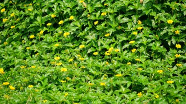 Bahçedeki yeşil çimenler